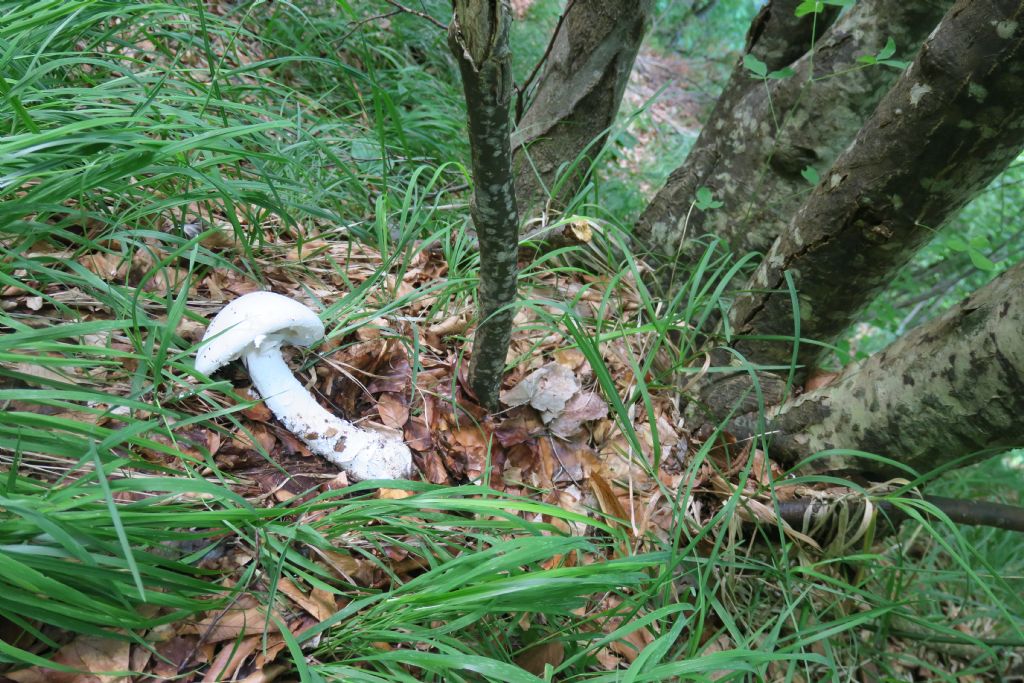 Riconoscimento di Amanita bianca