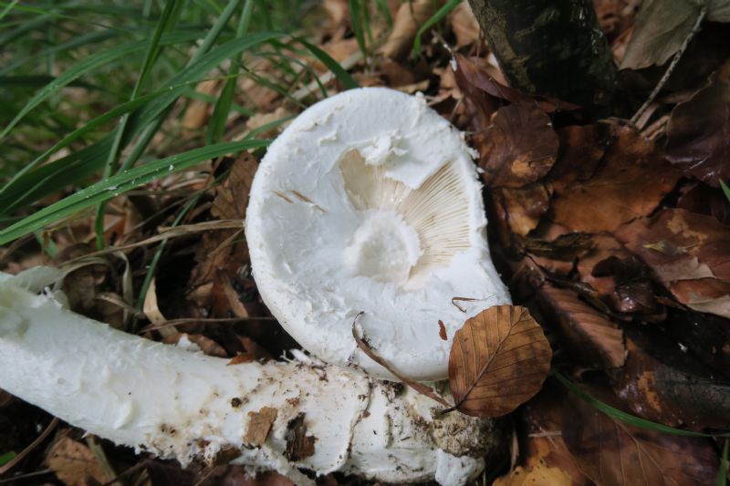 Riconoscimento di Amanita bianca