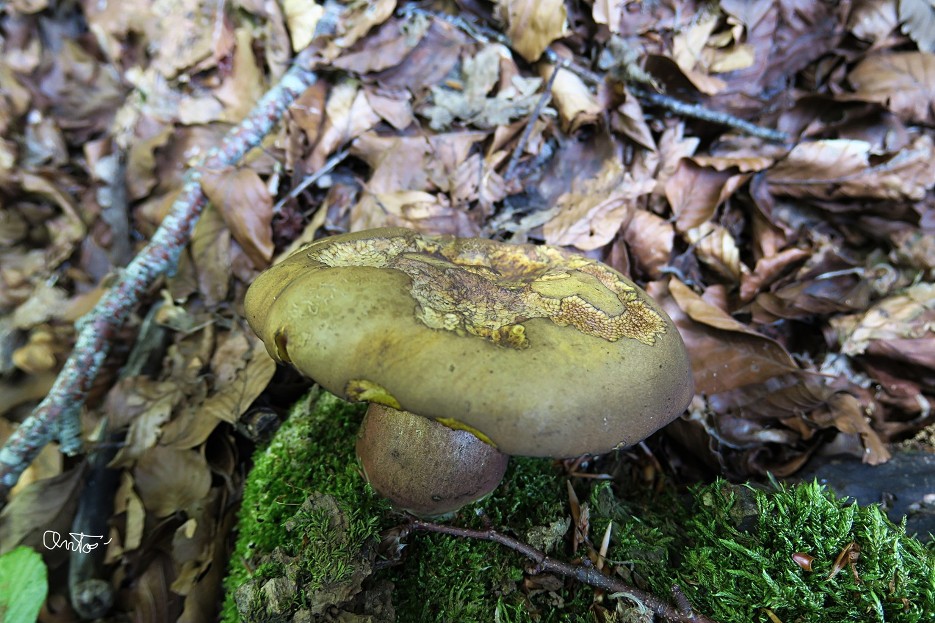 Boletacea