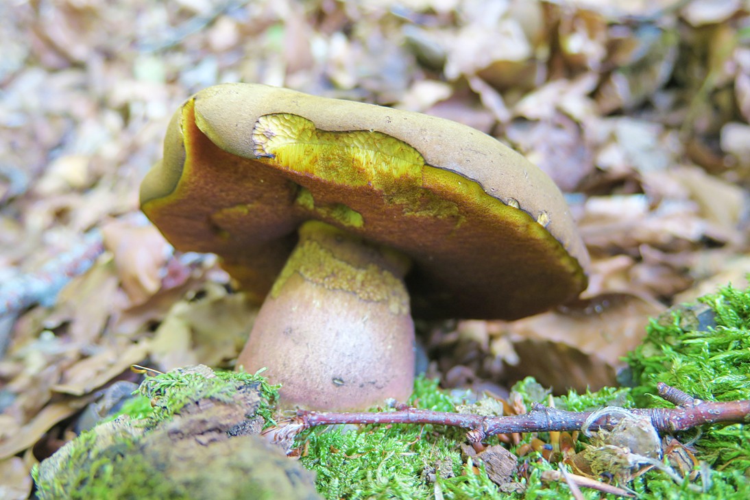 Boletacea