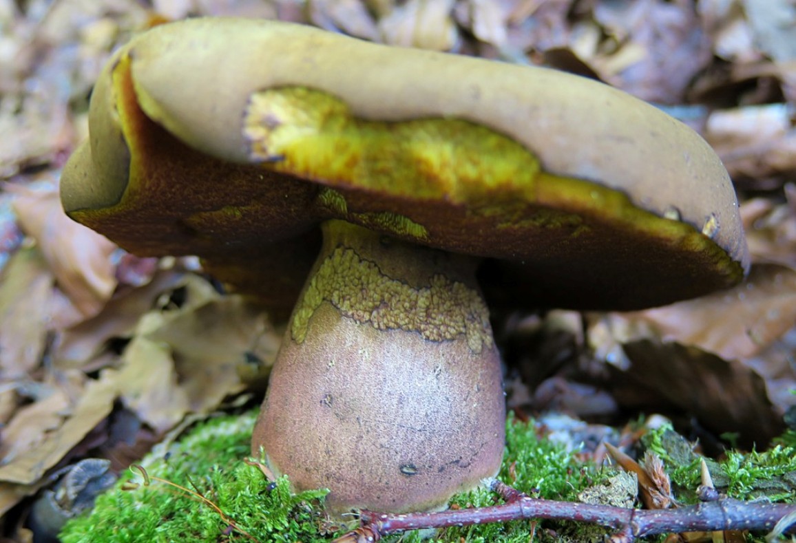 Boletacea