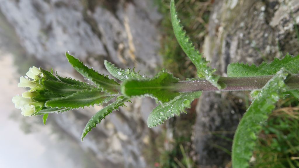 Pseudoturritis turrita