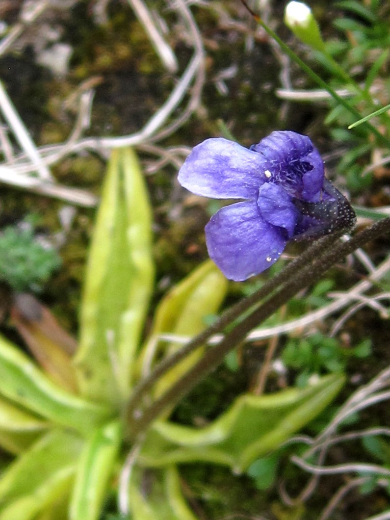 Pinguicula fiorii?
