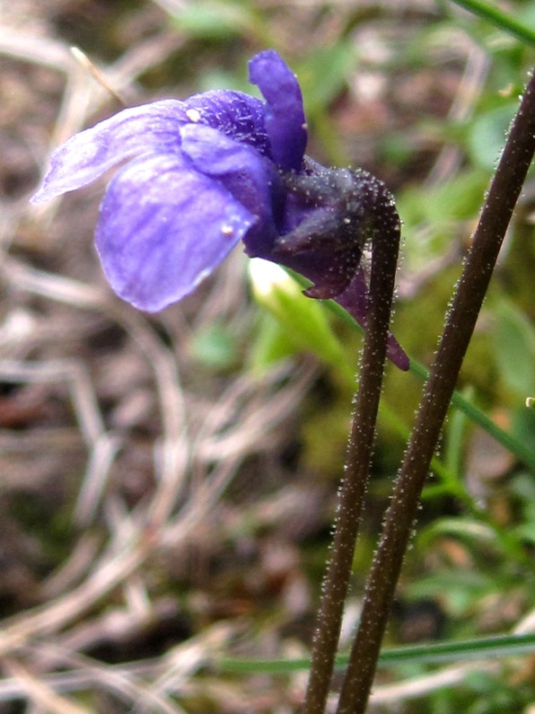 Pinguicula fiorii?