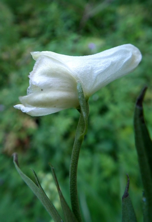 Aconitum lycoctonum / Aconito strozzalupo