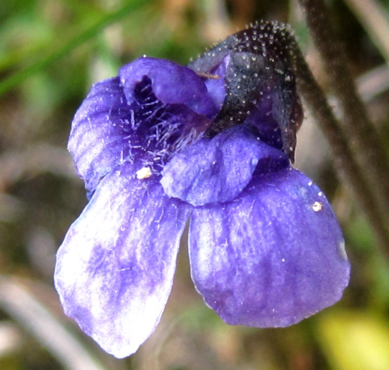 Pinguicula fiorii?