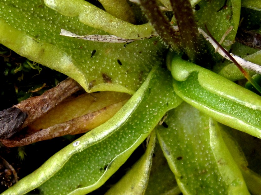 Pinguicula fiorii?