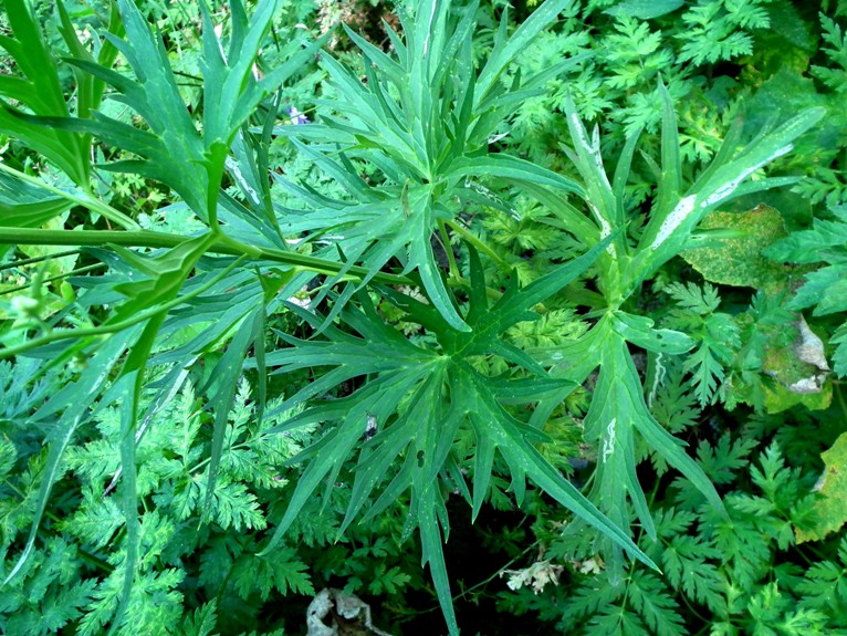 Aconitum lycoctonum / Aconito strozzalupo