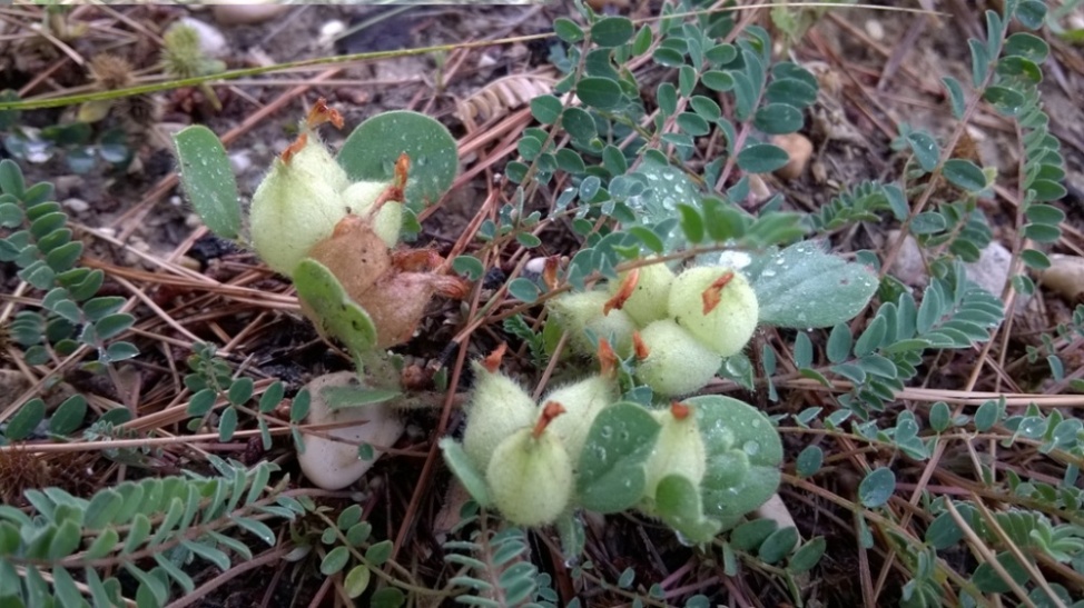 Tripodion tetraphyllum