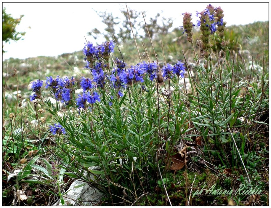 Hyssopus officinalis