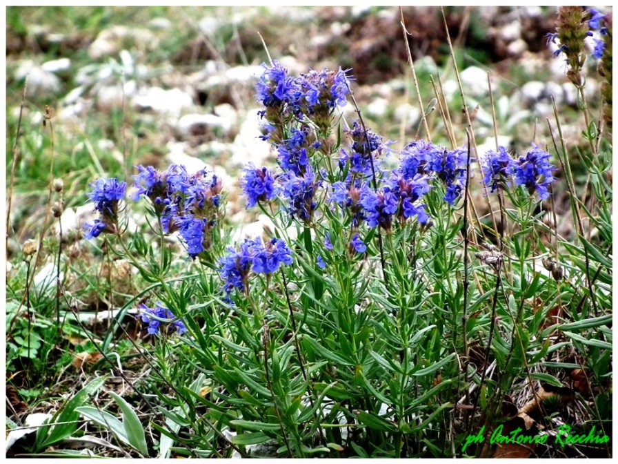 Hyssopus officinalis