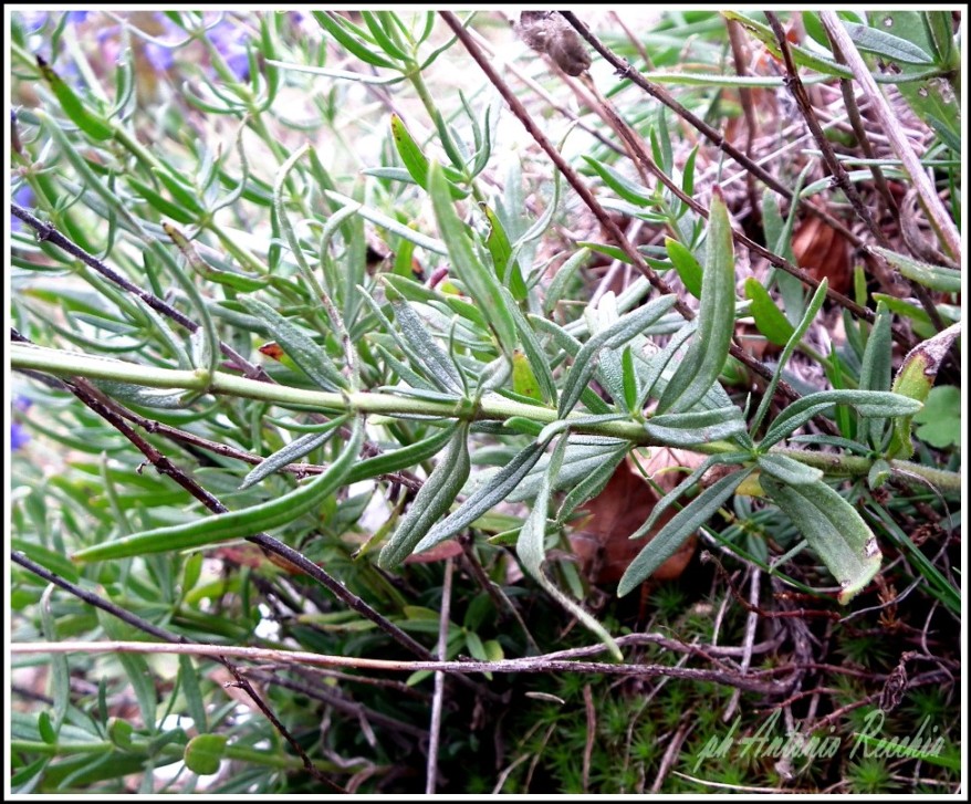 Hyssopus officinalis