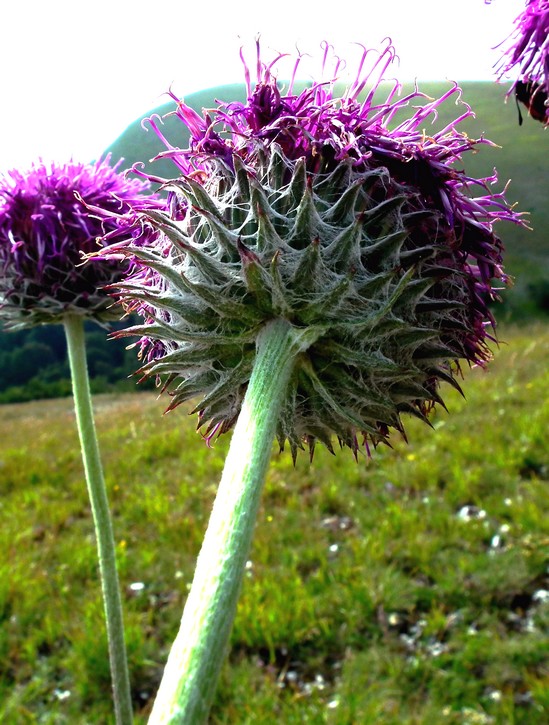 Quale Asteracea? - Jurinea mollis