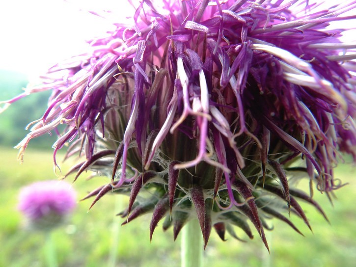 Quale Asteracea? - Jurinea mollis
