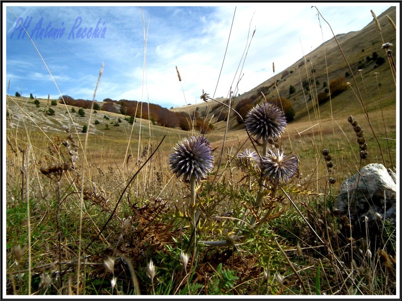 ultime di ottobre: Echinops ritro