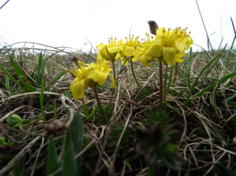 Draba aizoides?