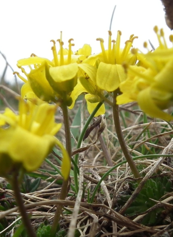 Draba aizoides?