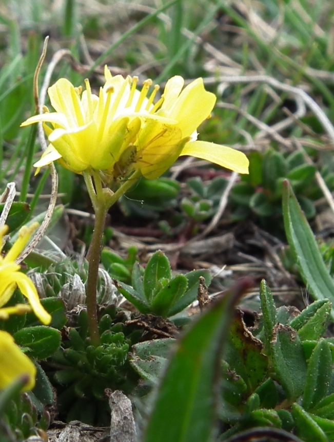 Draba aizoides?