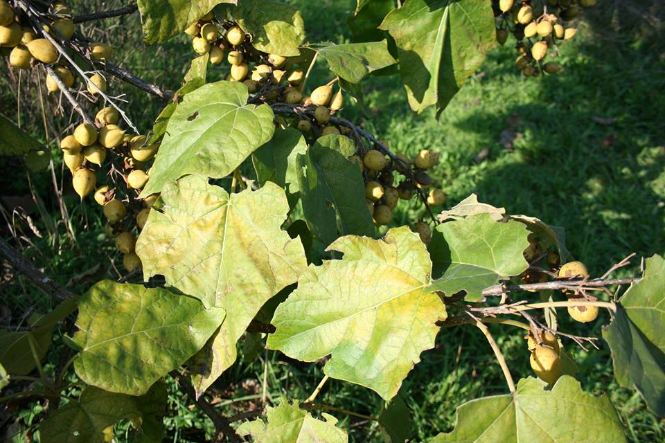 Paulownia tomentosa / Paulownia