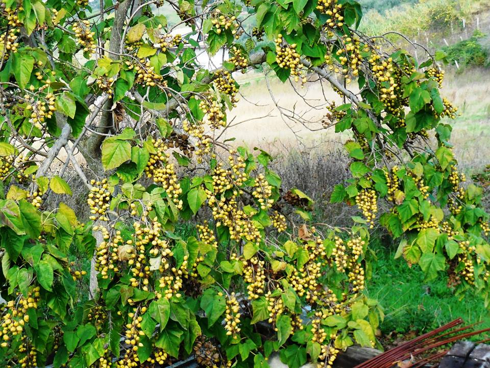 Paulownia tomentosa / Paulownia