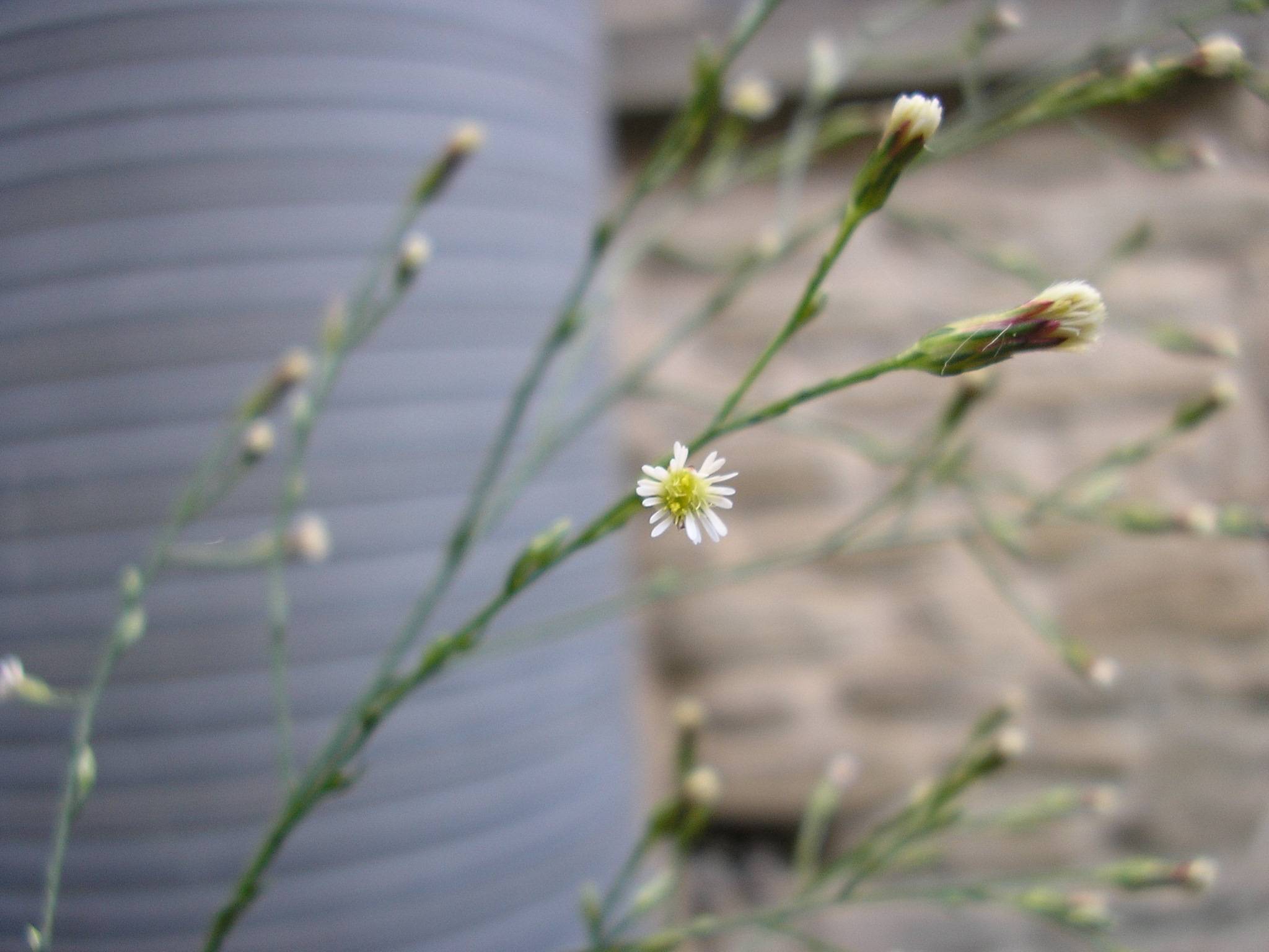 Forl: Symphyotrichum squamatum