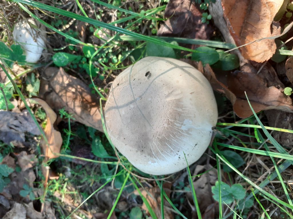 Ai bordi di un campo sportivo (Agaricus  sp.)