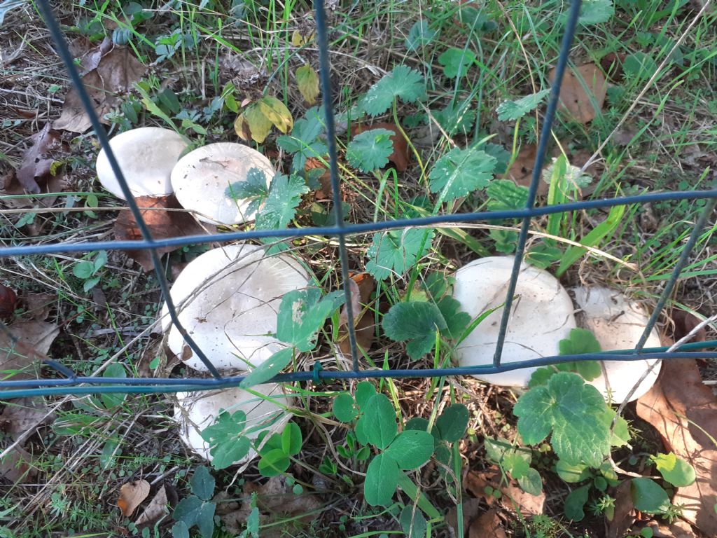 Ai bordi di un campo sportivo (Agaricus  sp.)