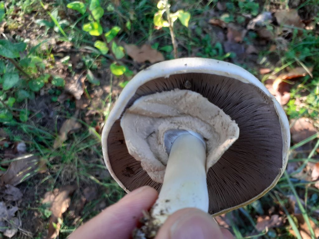 Ai bordi di un campo sportivo (Agaricus  sp.)