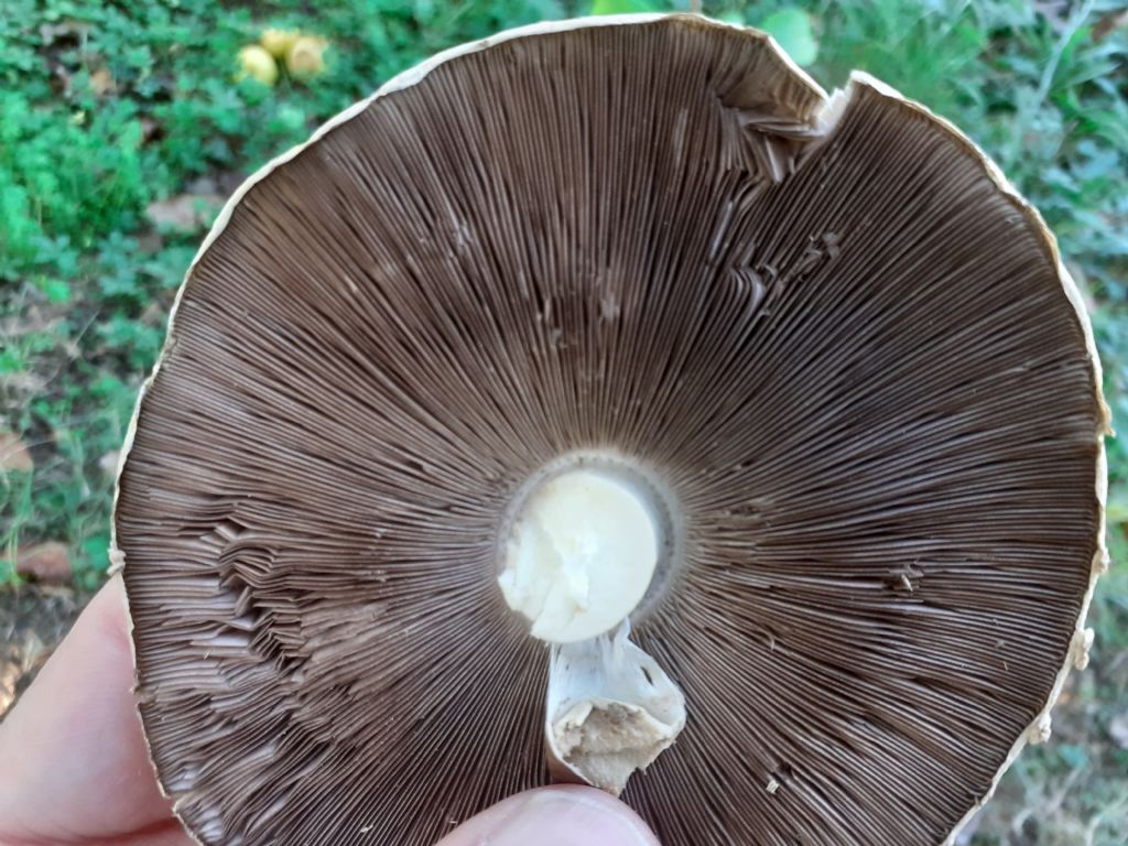 Ai bordi di un campo sportivo (Agaricus  sp.)