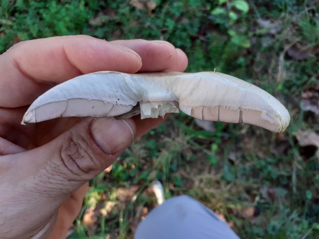 Ai bordi di un campo sportivo (Agaricus  sp.)