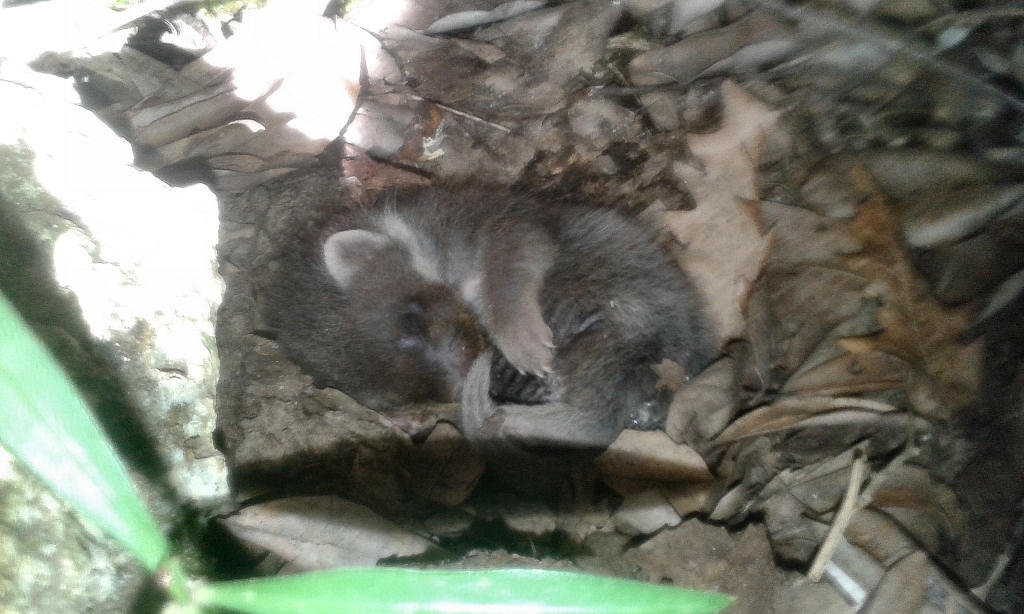Cucciolo di Faina