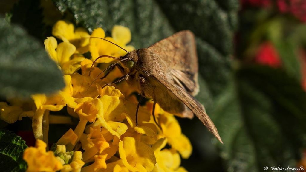 Identificazione falena - Helicoverpa armigera, Noctuidae