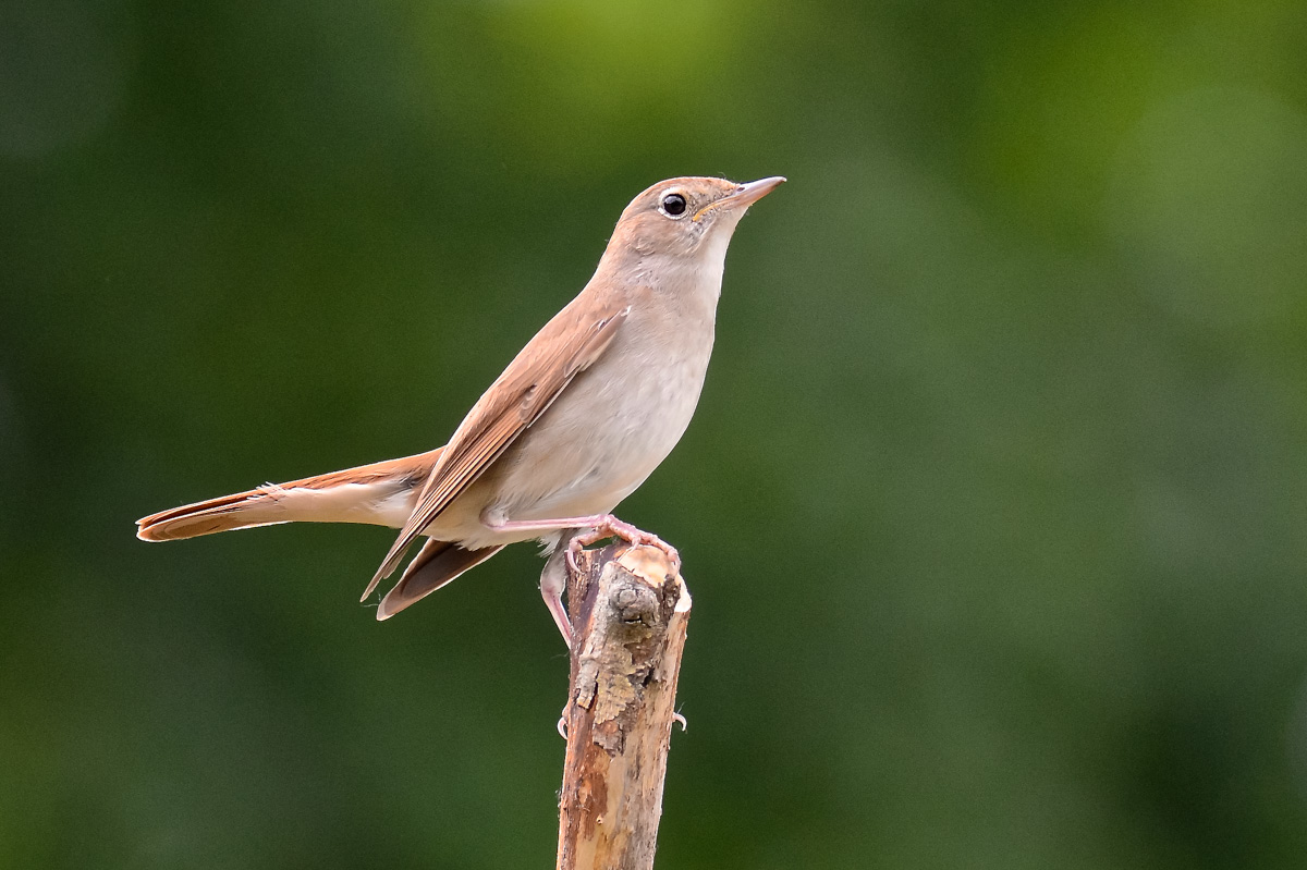 Usignolo (Luscinia megarhynchos)