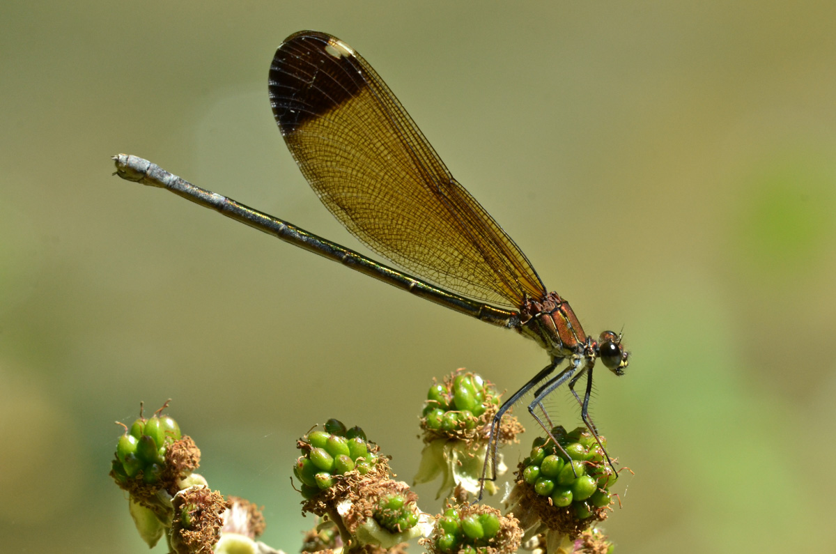 Calopteryx...haemorrhoidalis, femmina