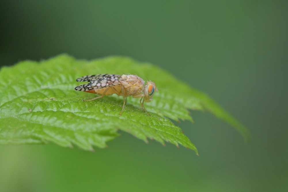 Tephritidae: Tephritis sp.