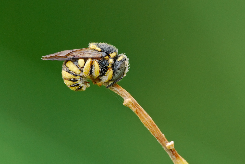 Anthidiellum strigatum, Apidae Megachilinae