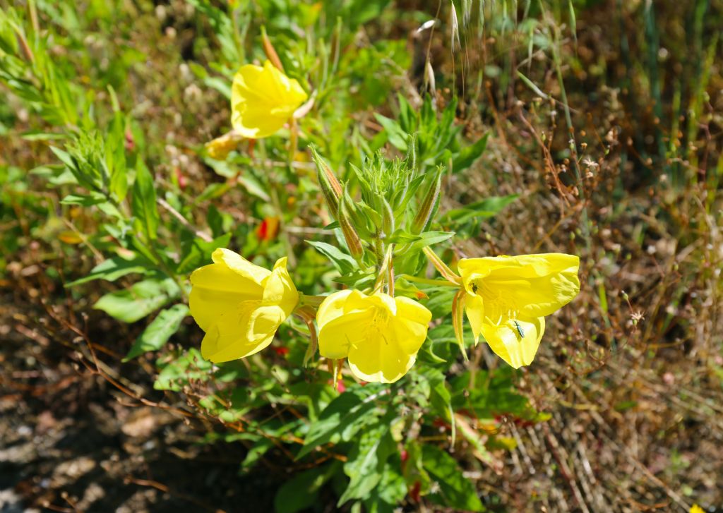 Enotera