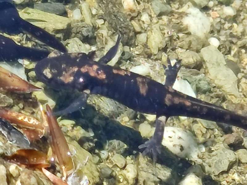 anfibio - S. salamandra gigliolii