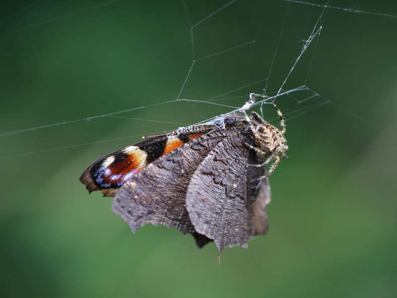 Da determinare - Aglais io predata da ragno