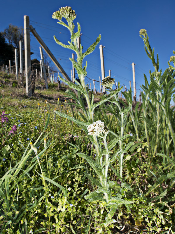 Achillea collina / Erba dei tagli