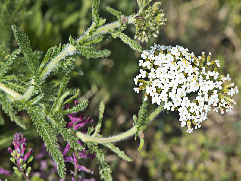 Achillea collina / Erba dei tagli