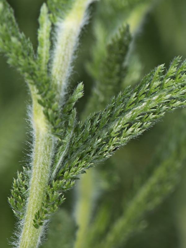 Achillea collina / Erba dei tagli