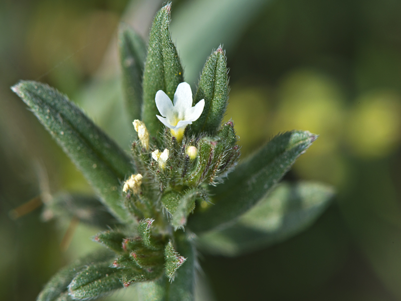 Buglossoides arvensis (Boraginaceae)