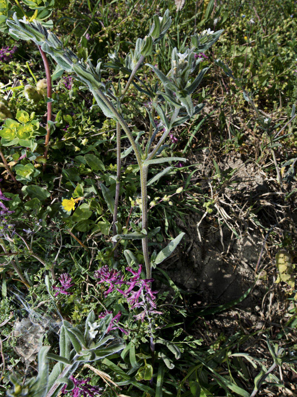 Buglossoides arvensis (Boraginaceae)