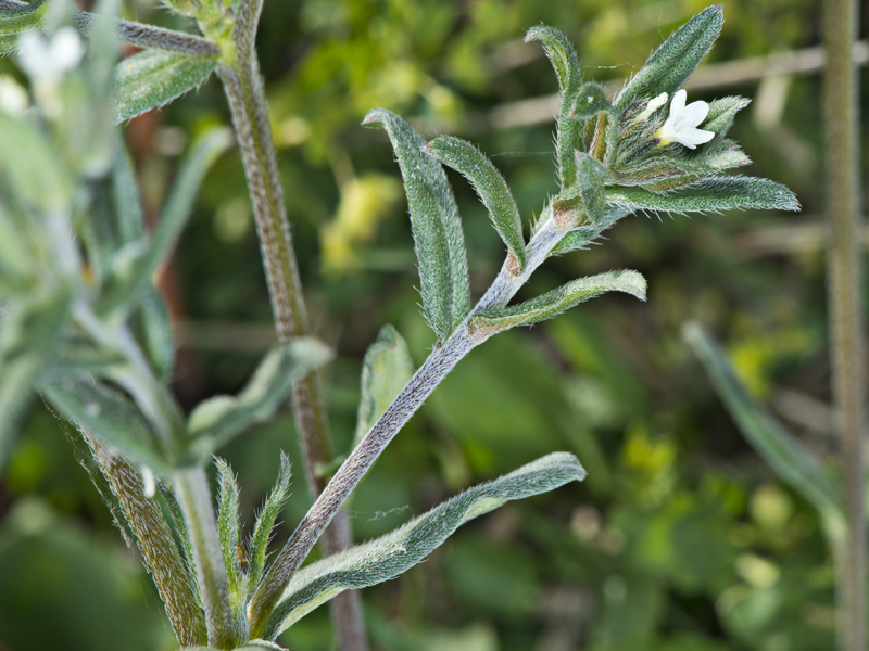 Buglossoides arvensis (Boraginaceae)