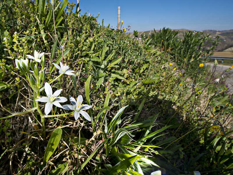 Ornithogalum sp.