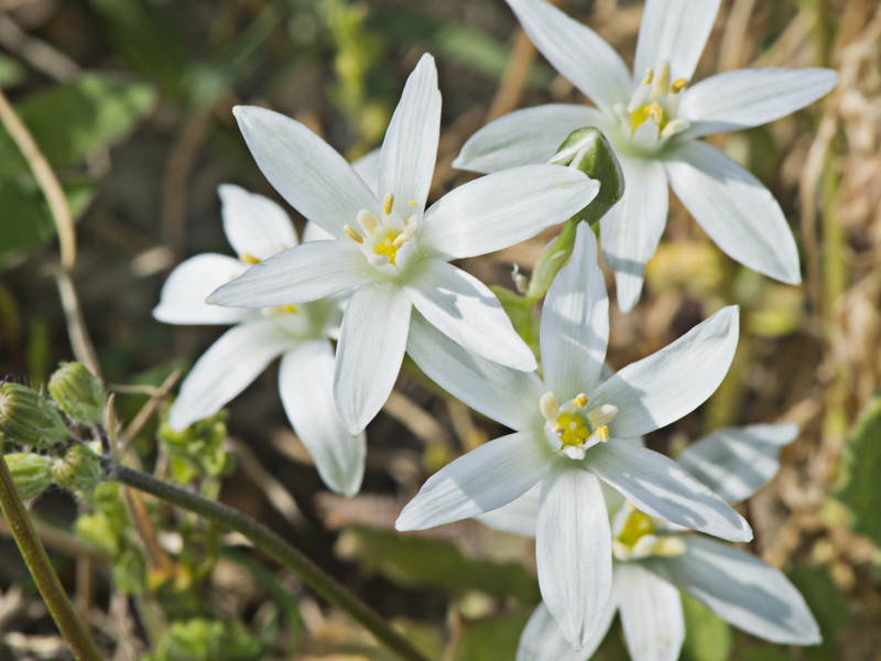 Ornithogalum sp.