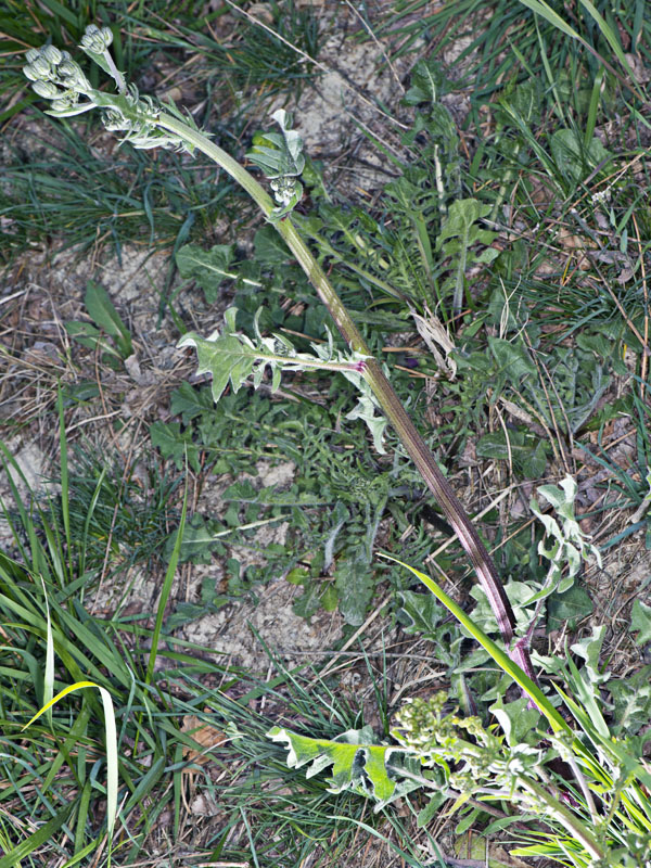 Crepis vesicaria (Asterceae)
