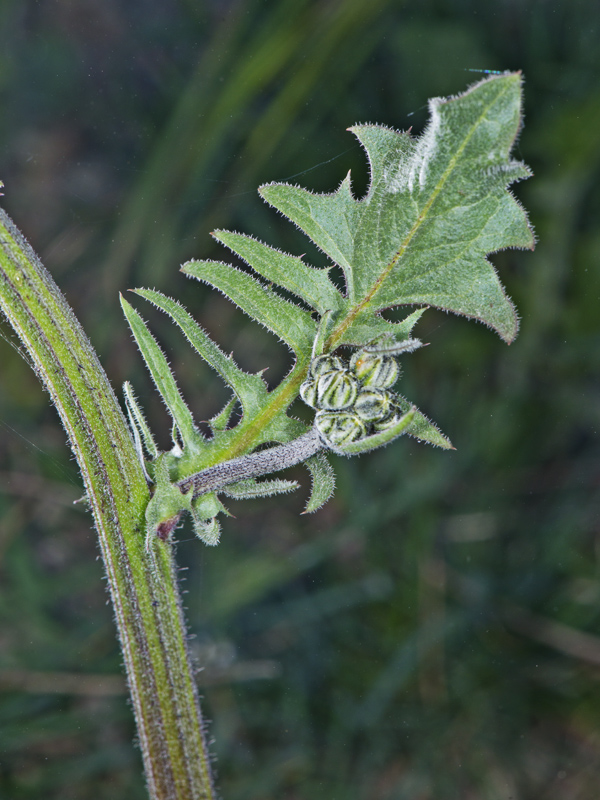 Crepis vesicaria (Asterceae)