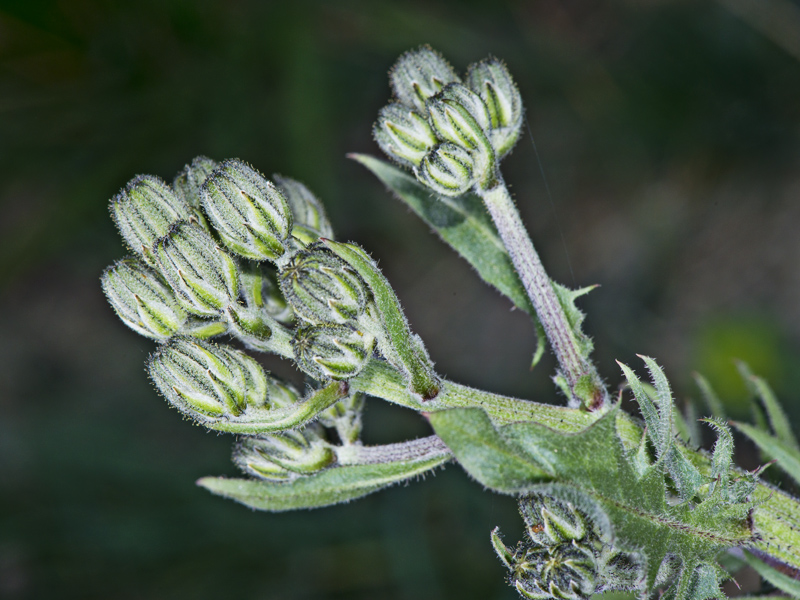 Crepis vesicaria (Asterceae)